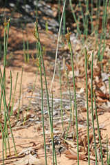 Juncus balticus ater