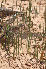 Juncus balticus ater
