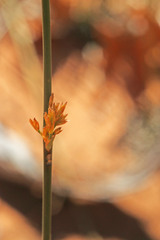 Juncus balticus ater