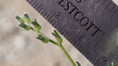 Cryptantha decipiens