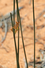 Juncus balticus ater