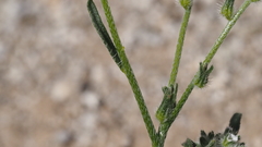 Cryptantha decipiens
