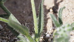 Cryptantha decipiens
