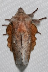 Phyllodesma occidentis