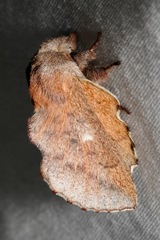 Phyllodesma occidentis