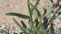 Cryptantha decipiens