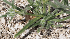 Cryptantha decipiens