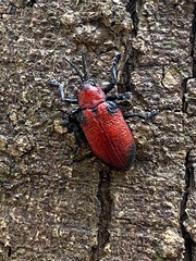 Coraliomela aeneoplagiata