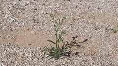 Cryptantha decipiens
