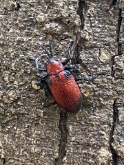 Coraliomela aeneoplagiata