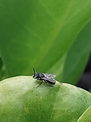 Ceratina dentipes