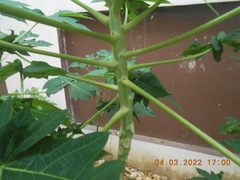 Carica papaya