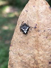 Verrucosa meridionalis