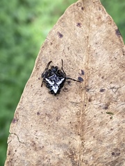 Verrucosa meridionalis