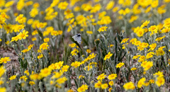 Anthocharis cethura morrisoni