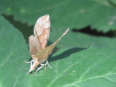 Cepphis advenaria
