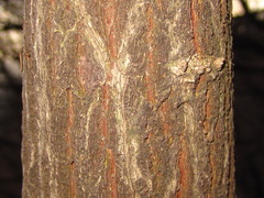 Euonymus hamiltonianus