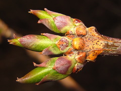 Euonymus hamiltonianus