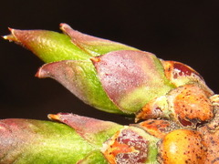 Euonymus hamiltonianus