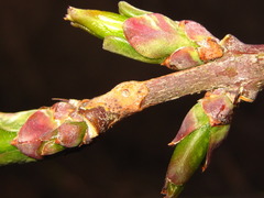 Euonymus hamiltonianus