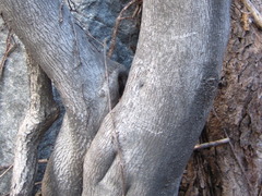 Neoshirakia japonica