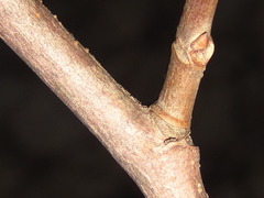 Neoshirakia japonica