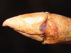 Neoshirakia japonica