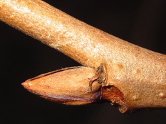 Neoshirakia japonica
