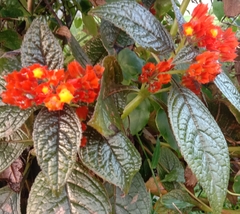Chrysothemis pulchella