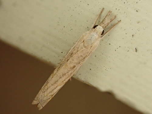 Culladia cuneiferellus photo 4