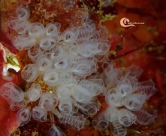 Pycnoclavella communis