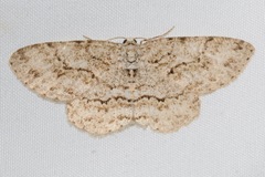 Ectropis crepuscularia image