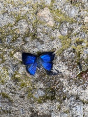 Lepidoptera