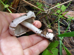 Inocybe pallidicremea