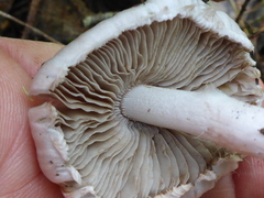 Inocybe pallidicremea