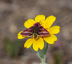 Schinia pulchripennis