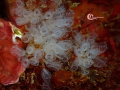 Pycnoclavella communis