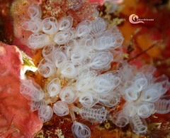 Pycnoclavella communis