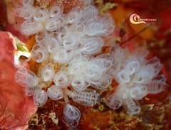 Pycnoclavella communis