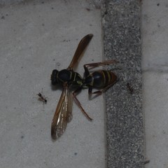 Polistes humilis synoecus