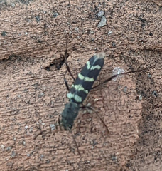 Neoclytus horridus