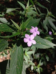 Ruellia jussieuoides
