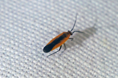 Lopidea robiniae