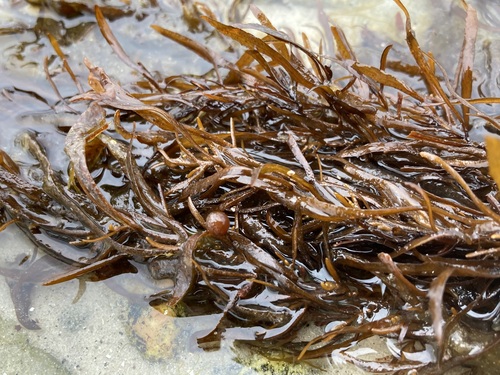 Sargassum filipendula observed 2022-03-17