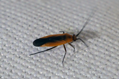 Lopidea robiniae