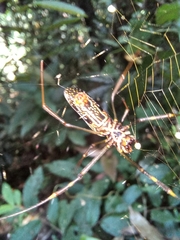 Trichonephila clavipes