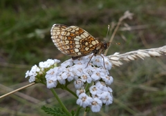 Melitaea britomartis