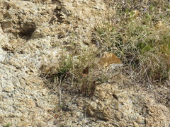Euphydryas chalcedona klotsi
