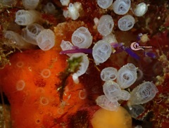 Pycnoclavella atlantica