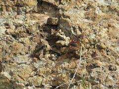 Euphydryas chalcedona klotsi